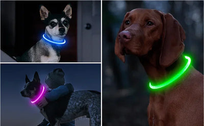 Led Dog Collar Luminous